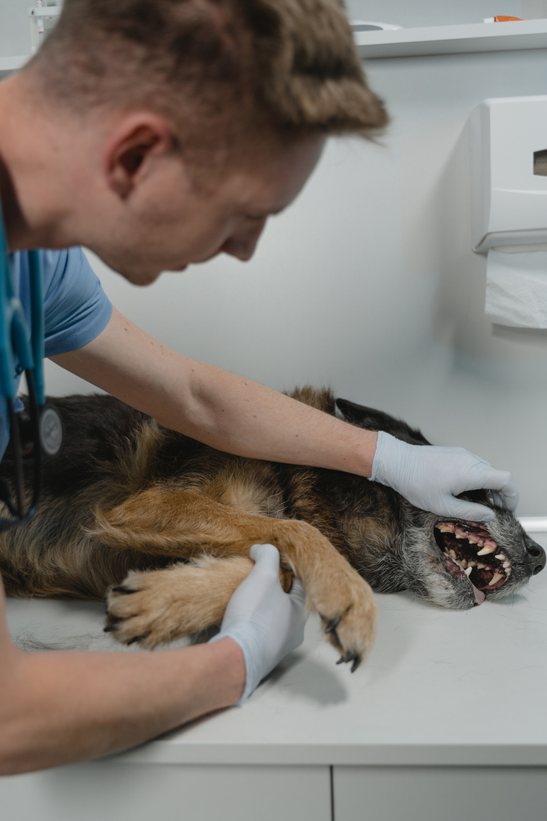 A Veterinarian Examining a Dog Teeth